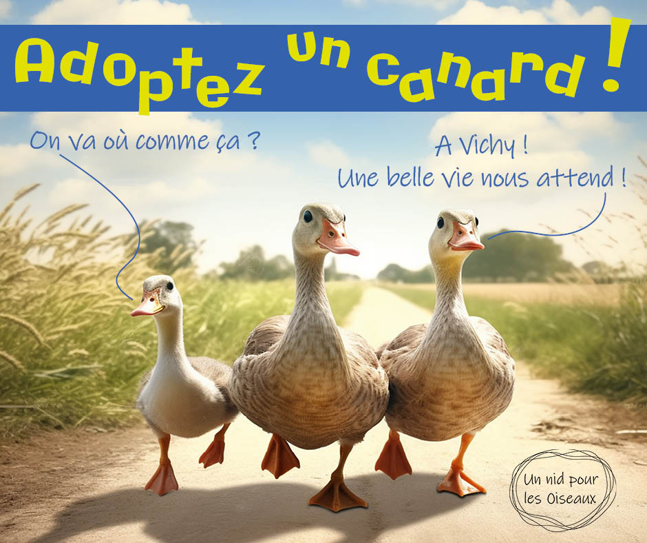 Adoptez un canard !