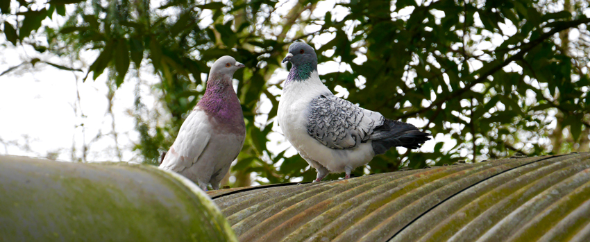 deux pigeons sur un toit en pleine nature